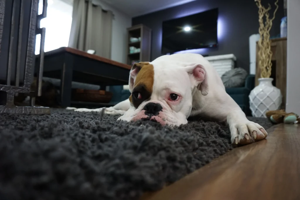 dog laying on a fluffy rug