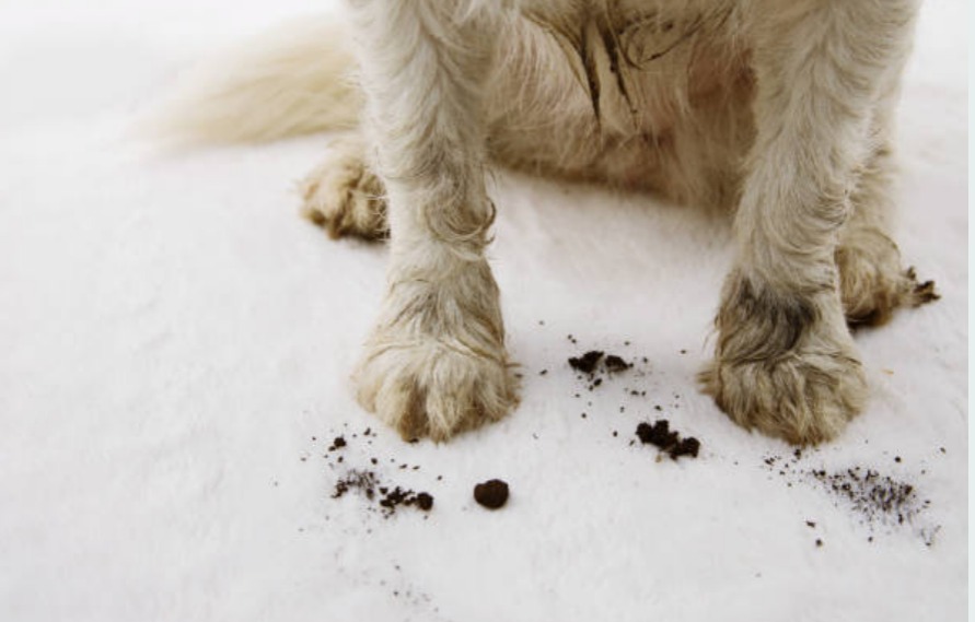 puppy muddy feet on a carpet